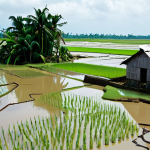 **Prompt 1 (Focus on Impact):**
    A poignant and urgent scene depicting the direct impacts of sea-level rise on Vietnam's vulnerable coast. Show a traditional Vietnamese rural landscape, possibly in the Mekong Delta, where lush green rice paddies are now partially submerged by encroaching salty water, with withered crops visible. In the foreground, a small, weathered house shows signs of flooding, perhaps with water reaching its lower walls. The coastline in the background is visibly eroded. The sky is overcast and somewhat dramatic, conveying a sense of loss and the immediate threat of climate change.
    *   **Mood:** Somber, urgent, concerning.
    *   **Colors:** Muted greens, browns, and grays, with dominant blues for water.
    *   **Elements:** Submerged fields, traditional house, coastal erosion, salinity intrusion, Mekong Delta context.