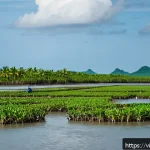 Home 19 해수면 상승과 지속 가능한 발전 목표 - A detailed coastal mangrove forest in Vietnam showing the effects of climate change with partially e...
